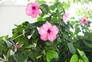 Estepona, bloemen en planten